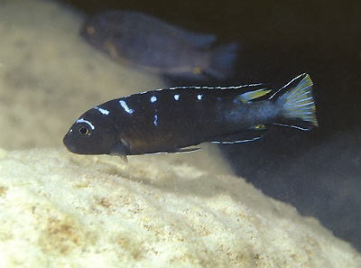 Chindongo sp. 'elongatus spot' Lundo Island